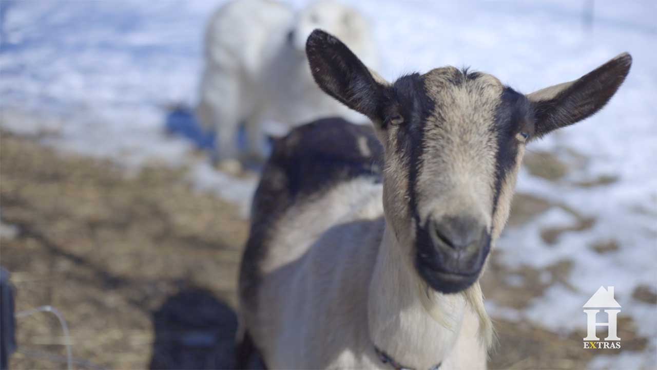 This farm is the GOAT! “From The Farm” soaps, lotions & more