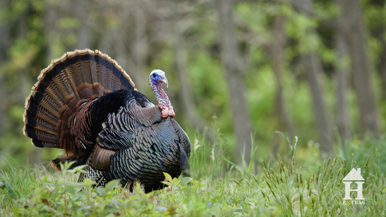 The Hunt: Spring Gobbler Season