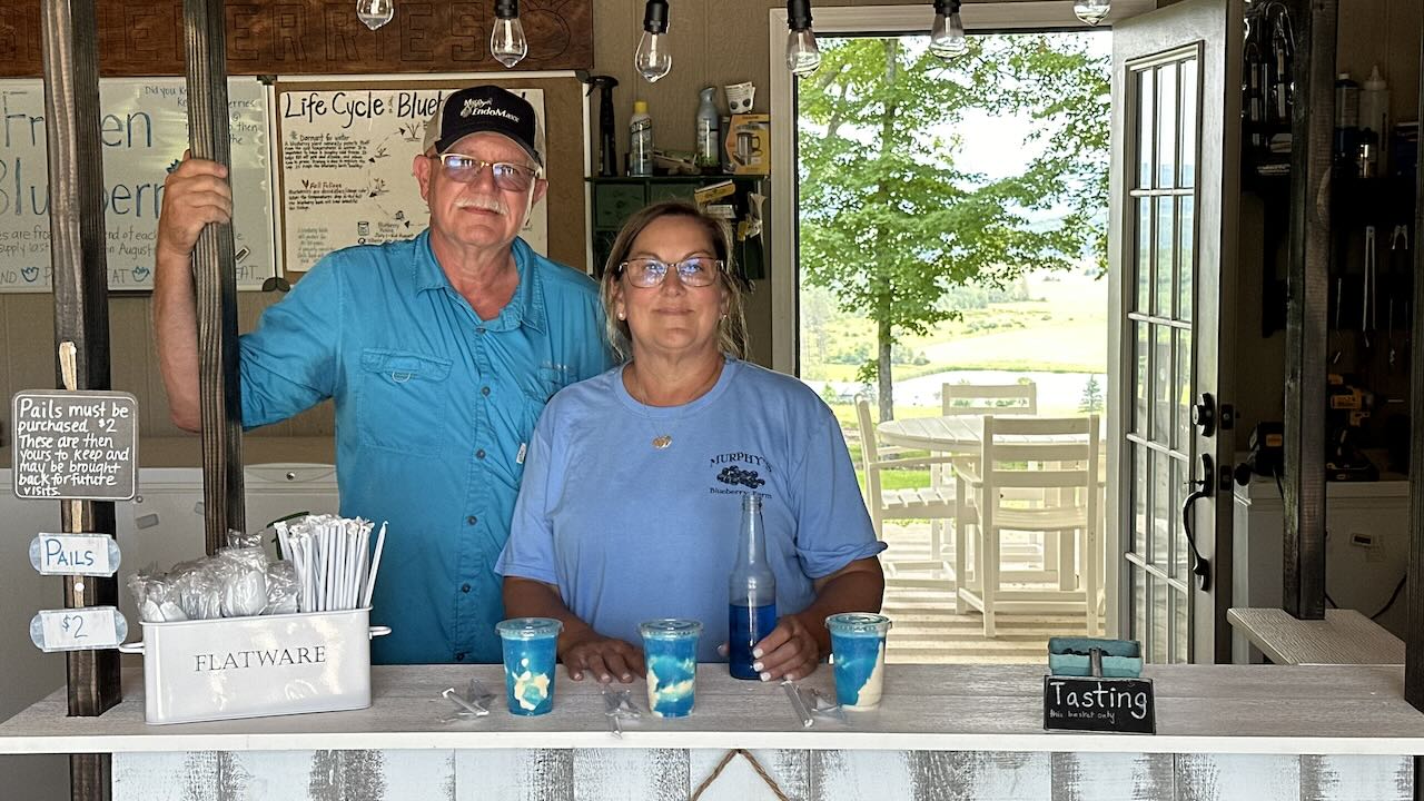 Blueberry Season Opens at Murphy’s Blueberry Farm